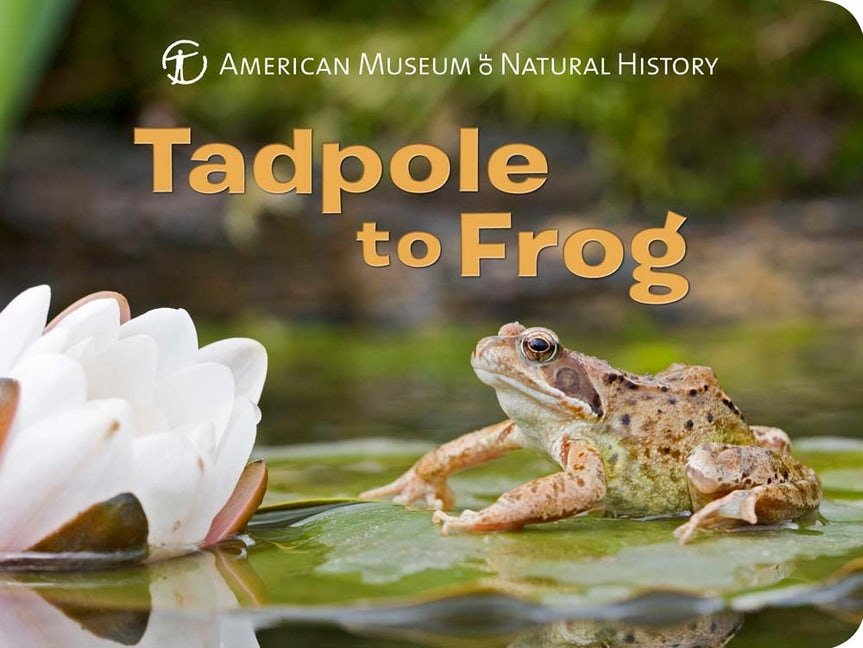 Tadpole to Frog Book - Safari Ltd®