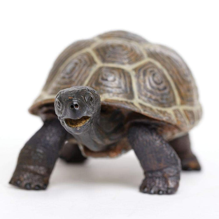 Tortoise Baby - Safari Ltd®