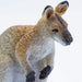 Wallaby Toy | Wildlife Animal Toys | Safari Ltd.