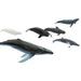 Whales TOOB® - Safari Ltd®
